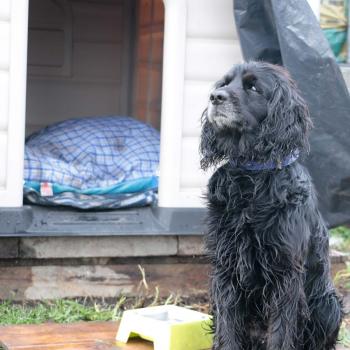 'Negro', un canino que se roba el corazón de la Uniagustiniana, y de un nuevo hogar