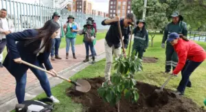 arbolado urbano